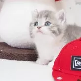 マンチカン(短足)【三重県・女の子・2024年5月24日・ブルータビー&ホワイト】の写真1