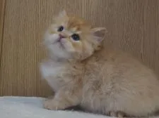 スコティッシュフォールド(立ち耳)【三重県・女の子・2021年11月12日・レッドタビー】の写真1「1/1撮影」