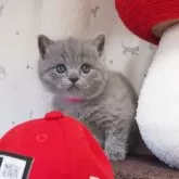 ブリティッシュショートヘア【三重県・女の子・2024年4月16日・ブルー】の写真1