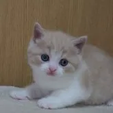 スコティッシュフォールド(立ち耳)【三重県・男の子・2023年5月10日・クリーム&ホワイト】の写真1