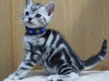 アメリカンショートヘア【三重県・男の子・2020年3月23日・シルバータビー】の写真1