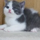 ブリティッシュショートヘア【三重県・男の子・2022年10月25日・ブルー&ホワイト】の写真1
