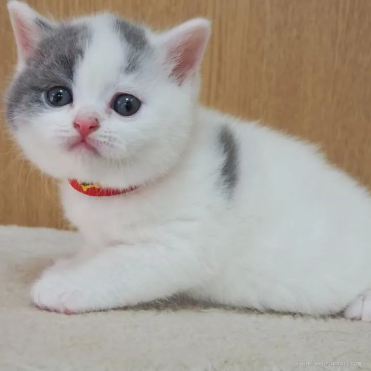 ID:2206-02727の子猫