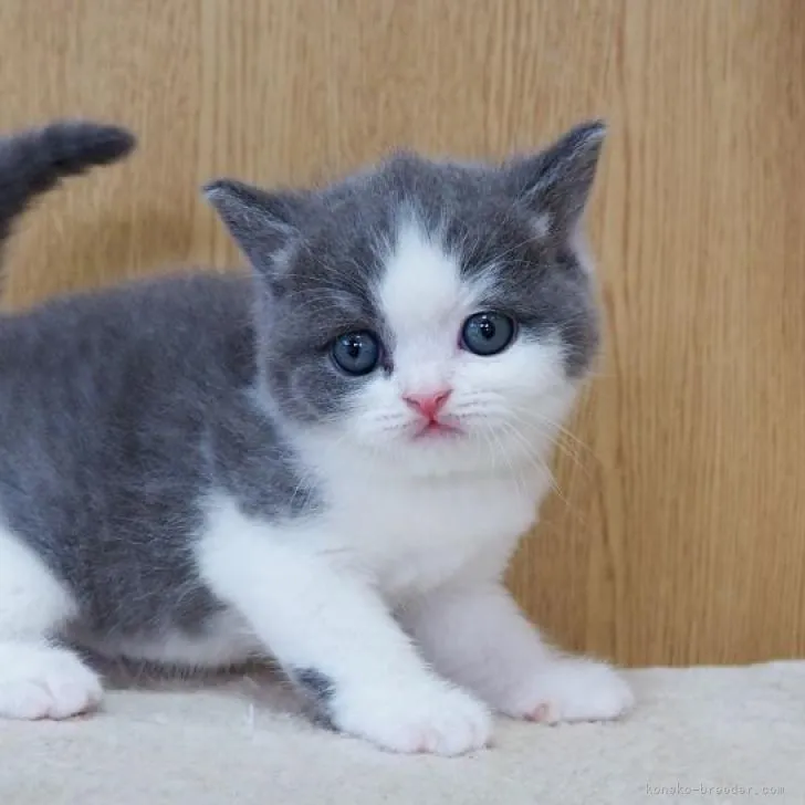 ID:2206-02724の子猫