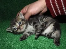 スコティッシュフォールド【三重県・男の子・2016年2月10日・ブラウンタビー】の写真2