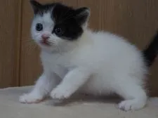 スコティッシュフォールド(立ち耳)【三重県・男の子・2021年11月4日・ブラックスモーク&ホワイト】の写真2