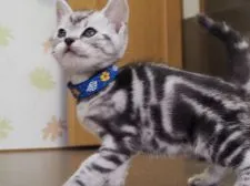 アメリカンショートヘア【三重県・男の子・2020年3月23日・シルバータビー】の写真2