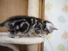 アメリカンショートヘア【三重県・男の子・2020年2月6日・シルバータビー】の写真2