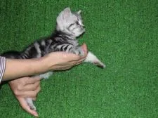 アメリカンショートヘア【三重県・女の子・2015年8月14日・シルバータビー】の写真2