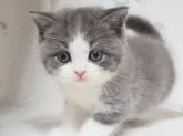 スコティッシュフォールド(立ち耳)【三重県・女の子・2023年10月16日・ブルー&ホワイト】の写真2