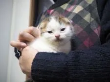スコティッシュフォールド【三重県・男の子・2017年1月1日・ブラウンタビー&ホワイト】の写真2