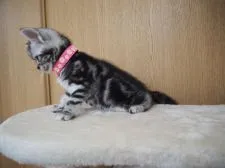 アメリカンショートヘア【三重県・女の子・2020年5月8日・シルバータビー】の写真2