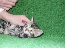 アメリカンショートヘア【三重県・女の子・2015年10月26日・ブラウンタビー】の写真2