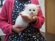 スコティッシュフォールド(立ち耳)【三重県・男の子・2021年10月17日・ホワイト】の写真2