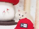 スコティッシュフォールド(立ち耳)【三重県・男の子・2024年4月27日・クリーム&ホワイト】の写真2