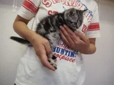 アメリカンショートヘア【三重県・女の子・2016年3月31日・シルバータビー】の写真2