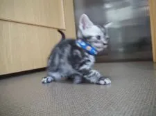 アメリカンショートヘア【三重県・男の子・2020年5月8日・シルバータビー】の写真2