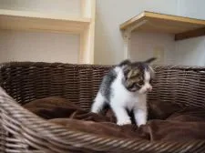 スコティッシュフォールド(折れ耳)【三重県・男の子・2017年6月6日・ブラウンタビー&ホワイト】の写真3