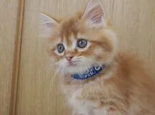 サイベリアン【三重県・男の子・2020年7月8日・レッドタビ-】の写真3