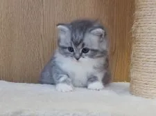 スコティッシュフォールド(立ち耳)【三重県・男の子・2021年11月10日・シルバータビー&ホワイト】の写真3