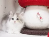 マンチカン(短足)【三重県・女の子・2024年4月15日・ブルータビー&ホワイト】の写真3