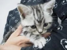 アメリカンショートヘア【三重県・女の子・2016年3月31日・シルバータビー】の写真3