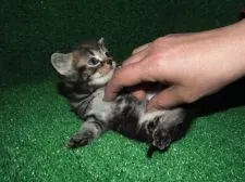 スコティッシュフォールド【三重県・男の子・2016年2月10日・ブラウンタビー】の写真3