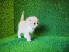 スコティッシュフォールド【三重県・女の子・2015年12月4日・クリーム&ホワイト】の写真3