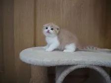 スコティッシュフォールド(折れ耳)【三重県・男の子・2022年1月4日・クリーム&ホワイト】の写真3