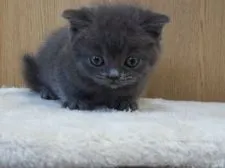 スコティッシュフォールド(立ち耳)【三重県・男の子・2020年11月15日・ブルー】の写真3