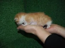 スコティッシュフォールド【三重県・女の子・2015年12月4日・レッド&ホワイト】の写真3