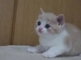 スコティッシュフォールド(立ち耳)【三重県・男の子・2023年5月10日・クリーム&ホワイト】の写真3