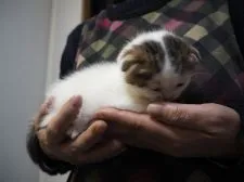 スコティッシュフォールド【三重県・男の子・2017年1月1日・ブラウンタビー&ホワイト】の写真3