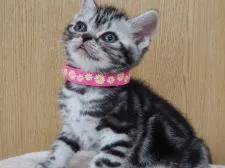 アメリカンショートヘア【三重県・女の子・2020年5月8日・シルバータビー】の写真3