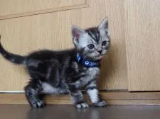 アメリカンショートヘア【三重県・男の子・2020年5月8日・シルバータビー】の写真3