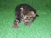 スコティッシュフォールド【三重県・男の子・2014年6月5日・ブラウンタビー】の写真3