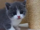 ブリティッシュショートヘア【三重県・男の子・2022年7月23日・ブルー&ホワイト】の写真3