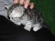 アメリカンショートヘア【三重県・男の子・2015年1月22日・シルバータビー】の写真4