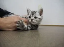 アメリカンショートヘア【三重県・女の子・2016年3月31日・シルバータビー】の写真4