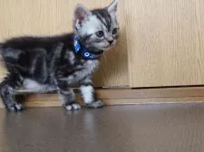 アメリカンショートヘア【三重県・男の子・2020年5月8日・シルバータビー】の写真4