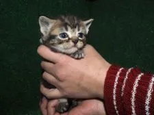 スコティッシュフォールド【三重県・男の子・2016年2月10日・ブラウンタビー】の写真5