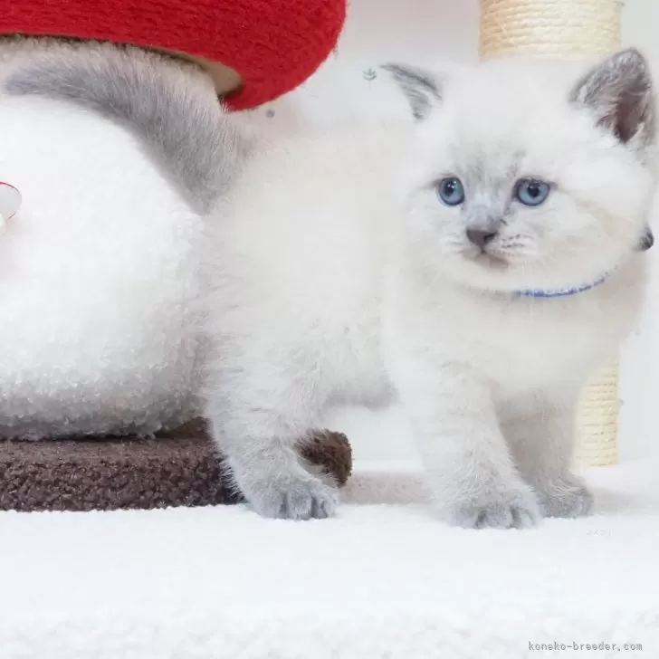 ID：2501-01272の子猫