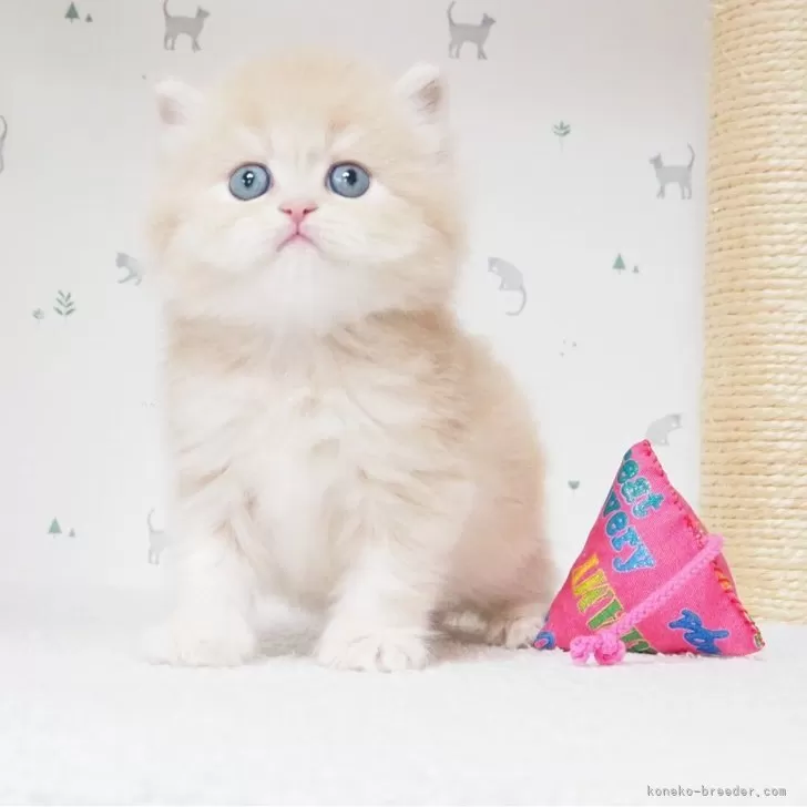 ID：2505-01564の子猫