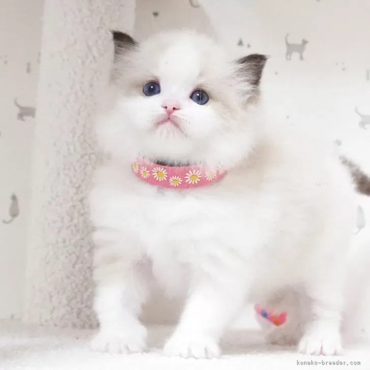 ID：2506-01029の子猫