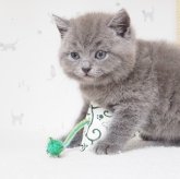 ブリティッシュショートヘア
