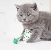 ブリティッシュショートヘア