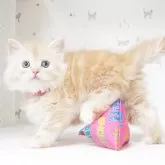 サイベリアン