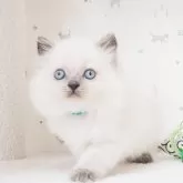 ブリティッシュショートヘア
