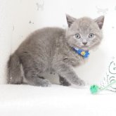 ブリティッシュショートヘア
