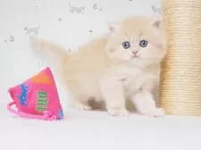 マンチカン(長足)【三重県・男の子・2025年4月8日・クリームタビー】の写真2